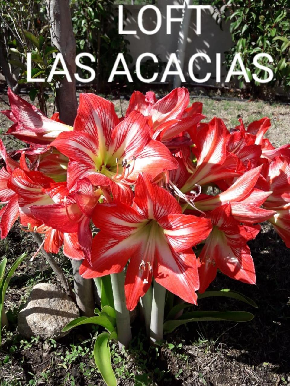 Loft Las Acacias Потреро де лос Фунес Екстериор снимка